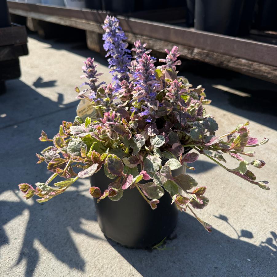 Ajuga reptans Burgundy Glow