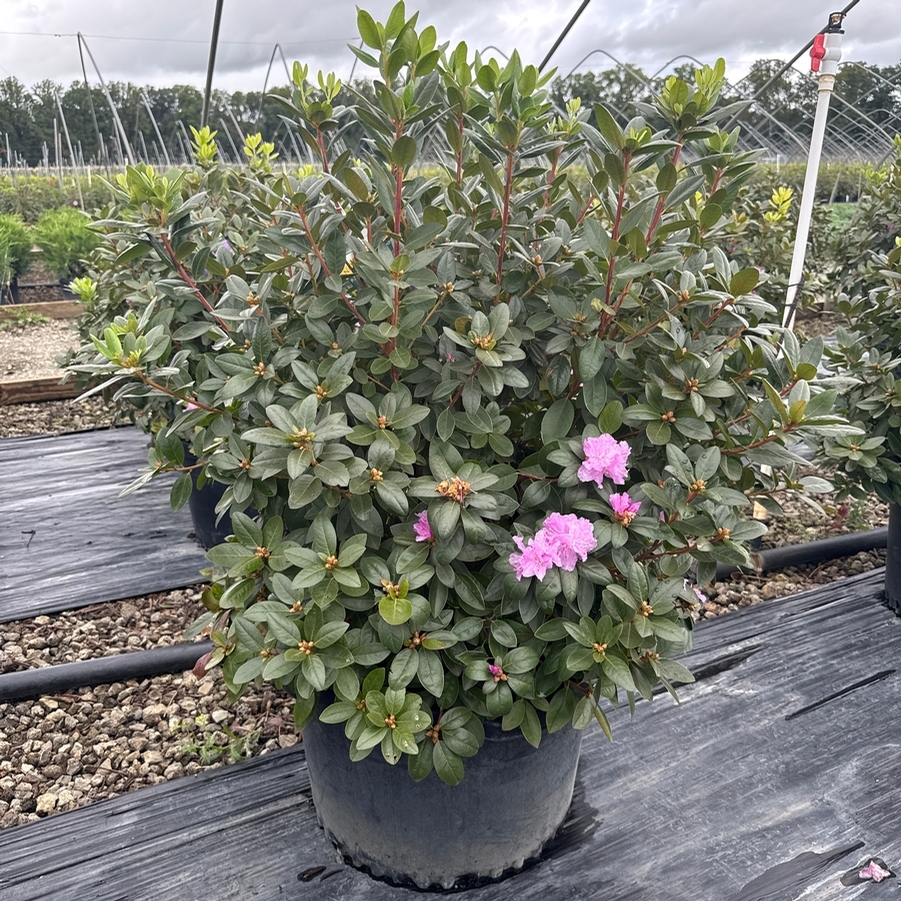 Rhododendron P.J.M.