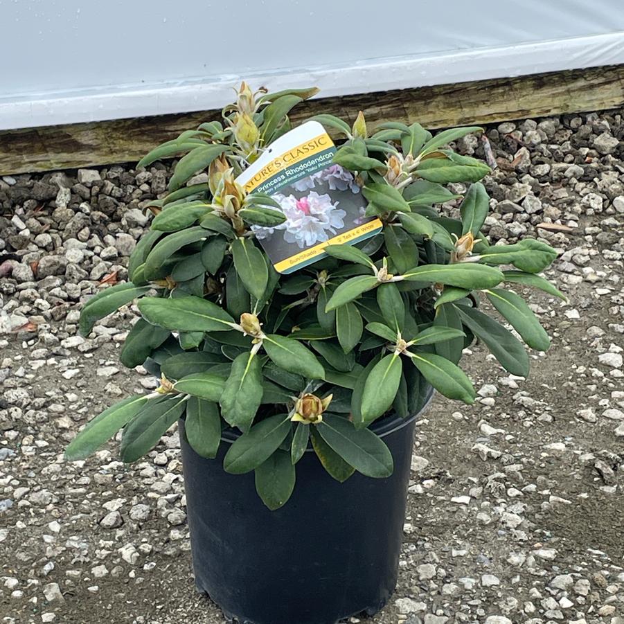 Rhododendron Yaku Princess