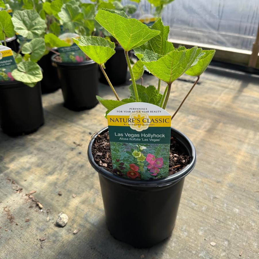 Alcea ficifolia Las Vegas