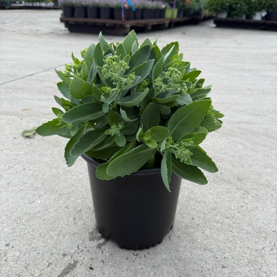 Sedum spectabile Autumn Joy