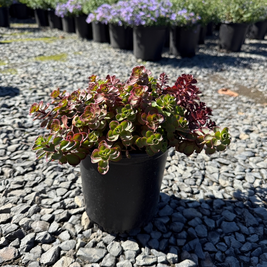 Sedum spurium Voodoo