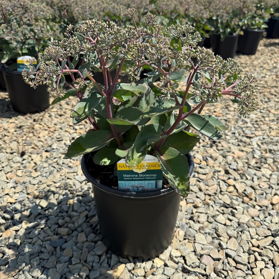 Sedum telephium Matrona