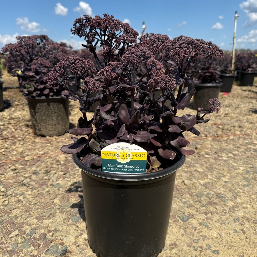 Sedum After Dark