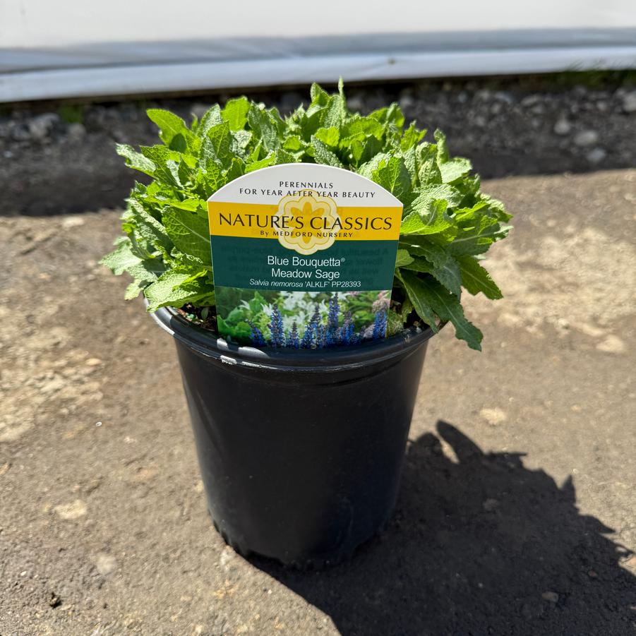 Salvia nemorosa Blue Bouquetta