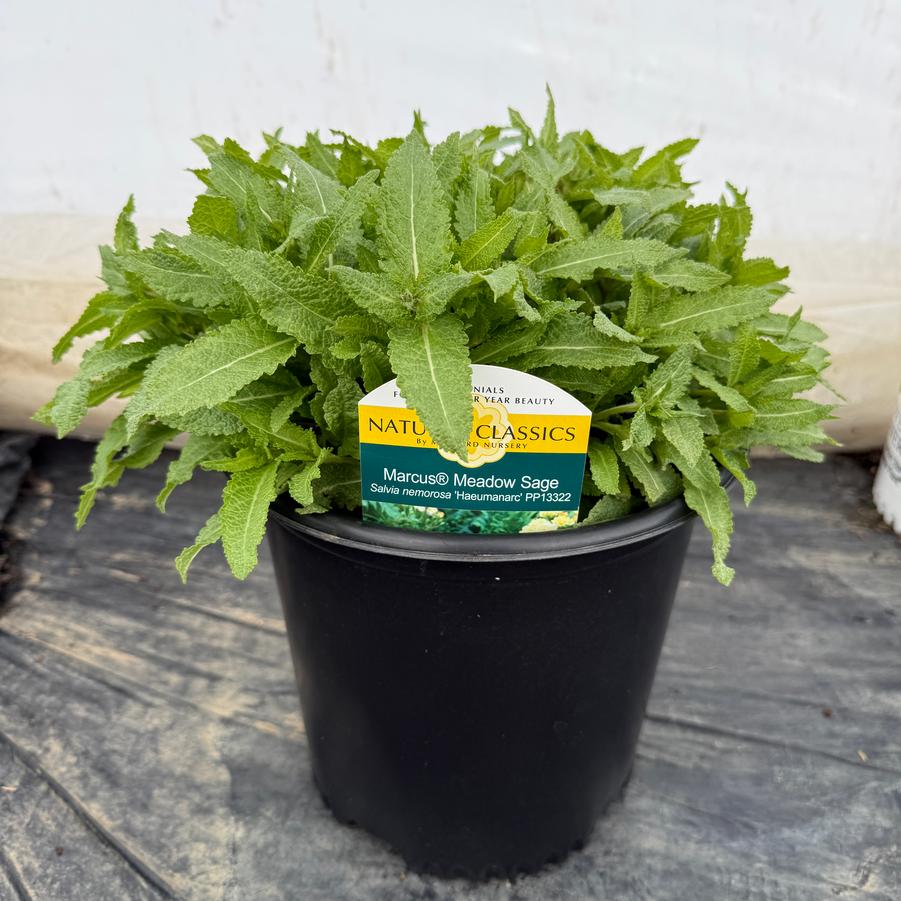 Salvia nemorosa Marcus®