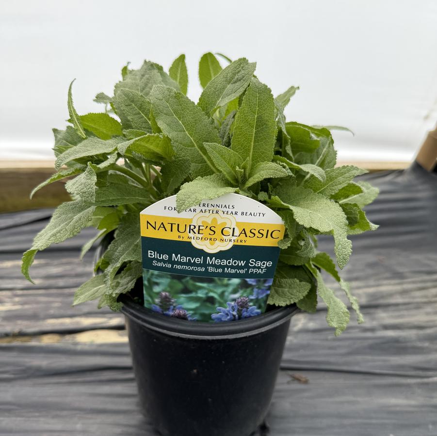 Salvia nemorosa Blue Marvel