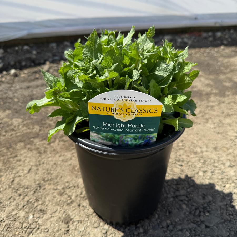 Salvia nemorosa Midnight Purple