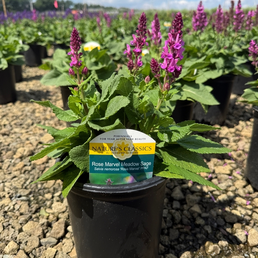 Salvia nemorosa Rose Marvel