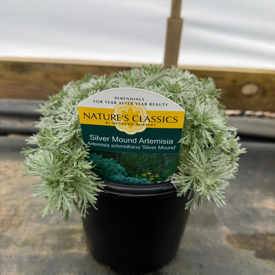 Artemisia schmidtiana Silver Mound