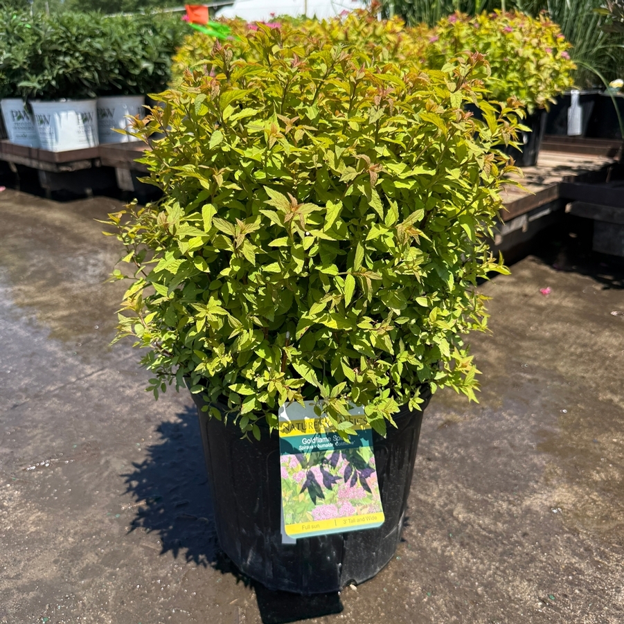Spiraea x bumalda Goldflame