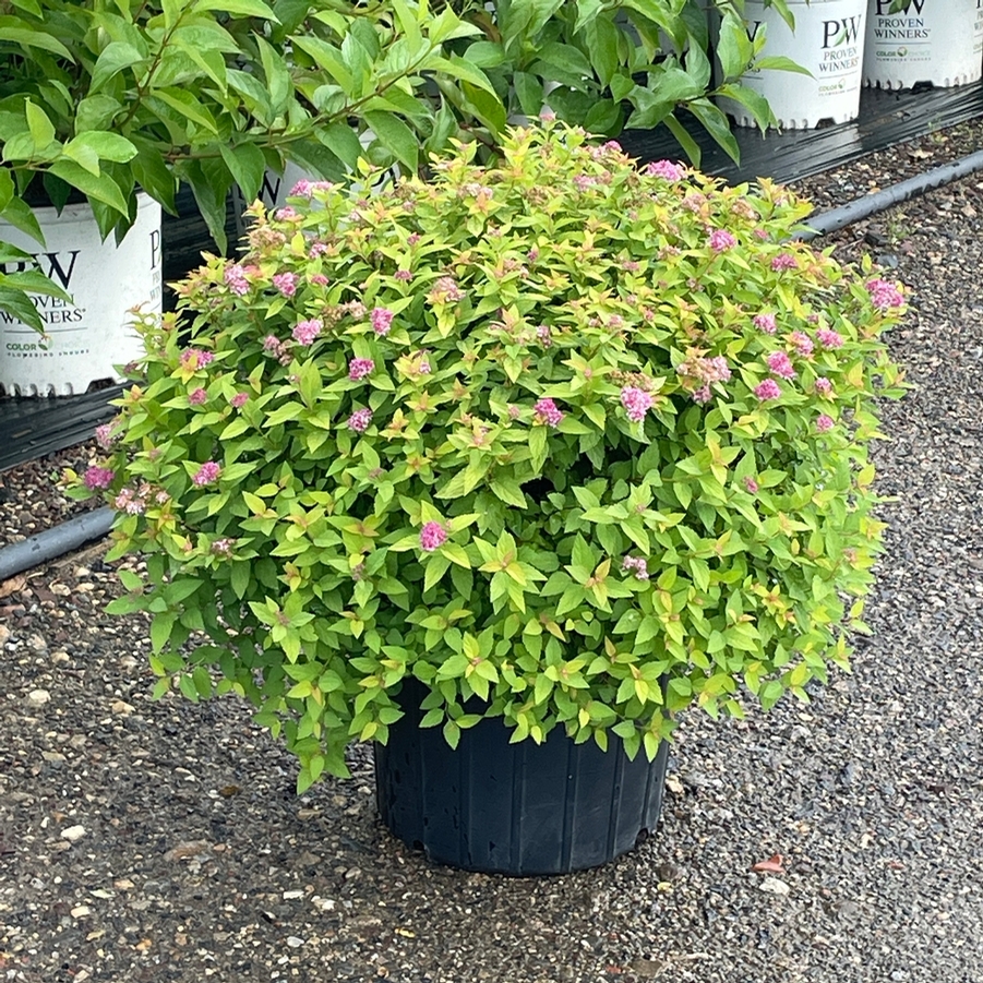 Spiraea japonica Dakota Goldcharm