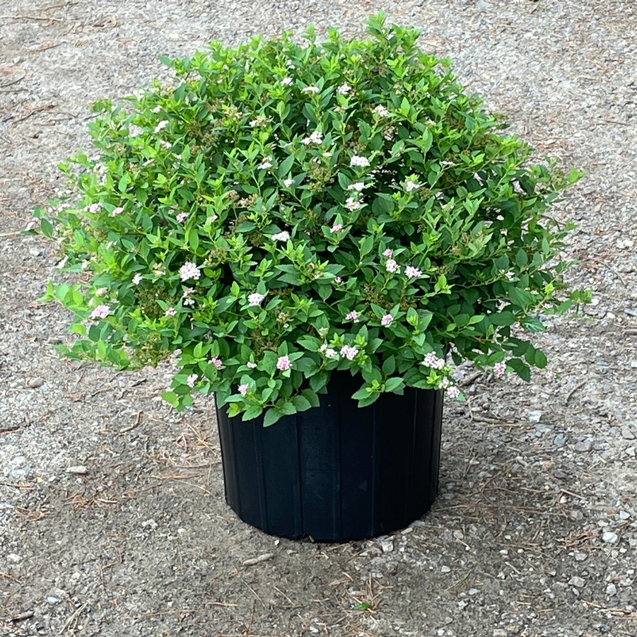 Spiraea japonica Little Princess