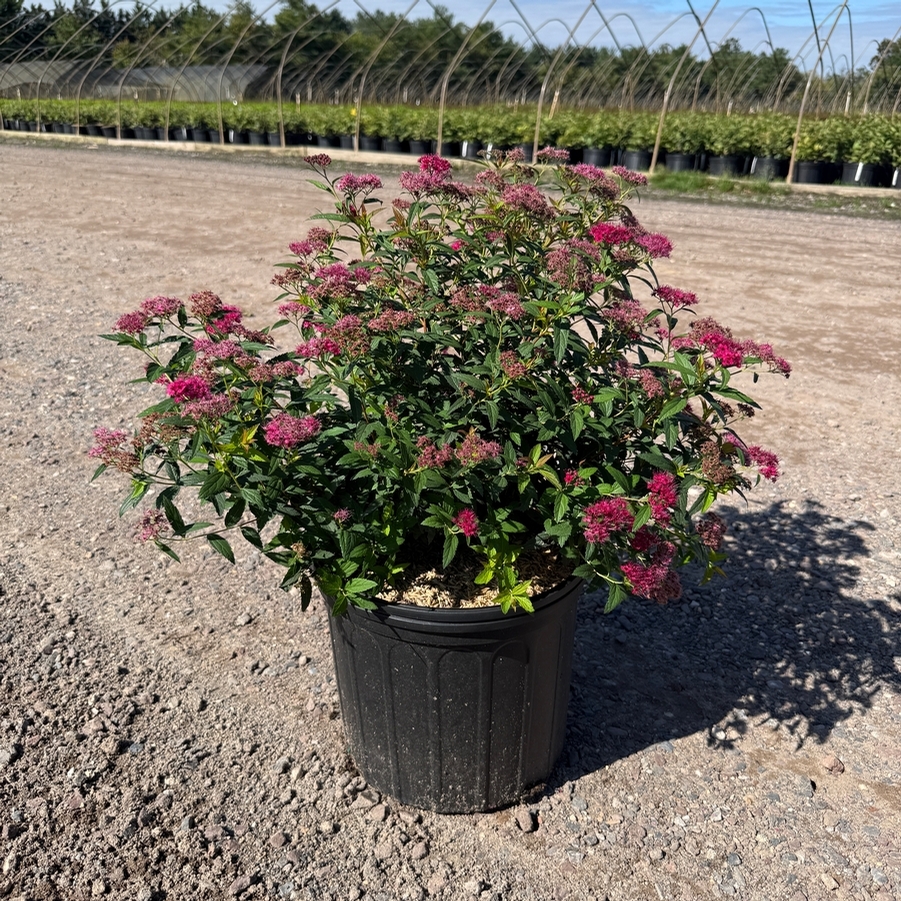 Spiraea japonica Neon Flash