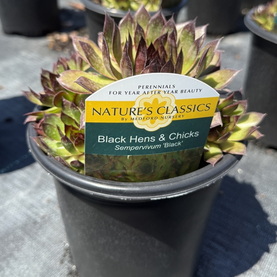 Sempervivum Black