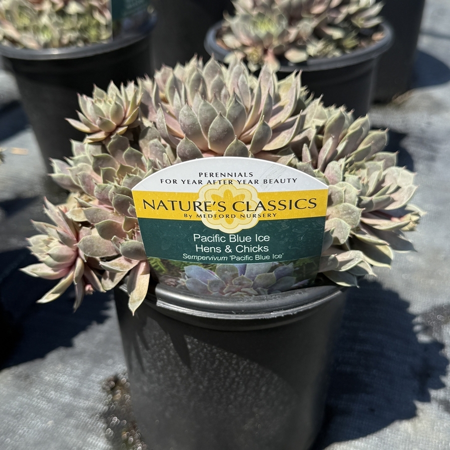 Sempervivum Pacific Blue Ice