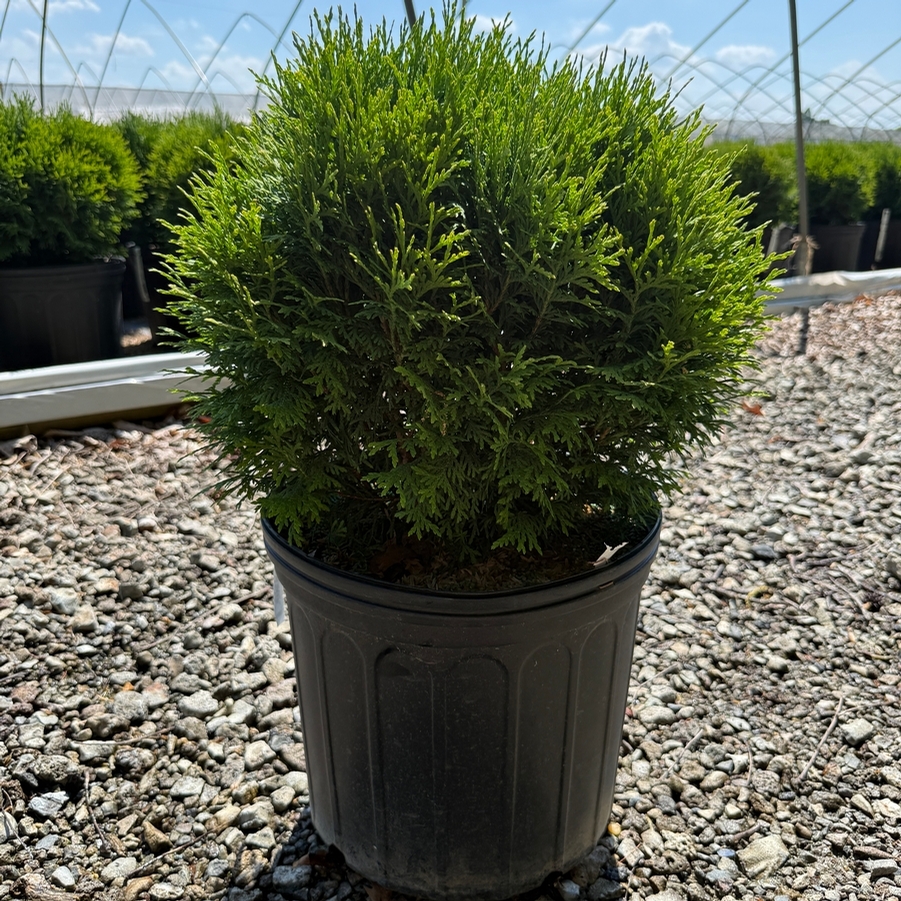 Thuja occidentalis Little Giant