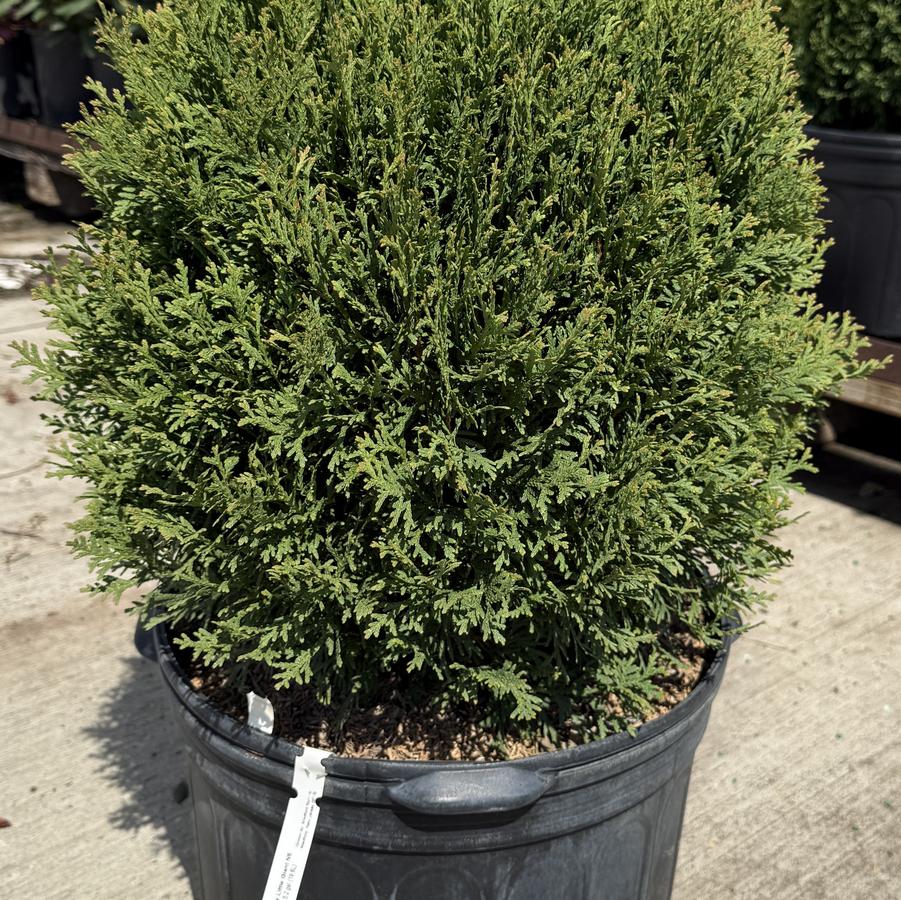 Thuja occidentalis Little Giant
