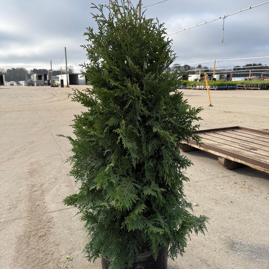 Thuja occidentalis Nigra