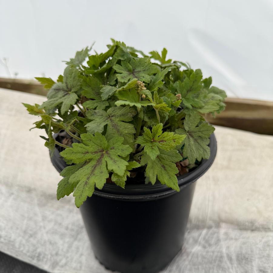 Tiarella Elizabeth Oliver