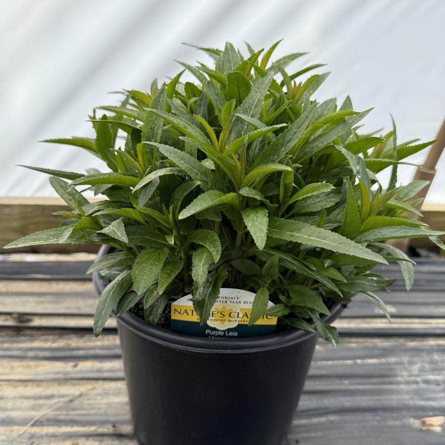 Veronica Purple Leia