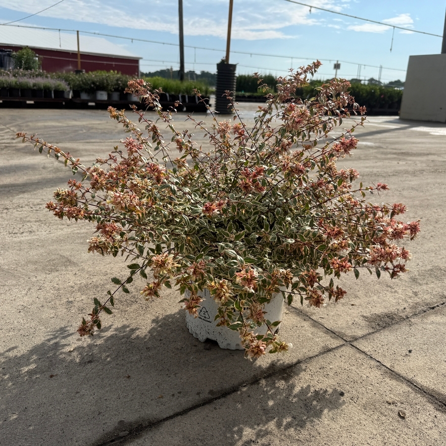 Abelia mosanensis Tres Amigos® PP33457