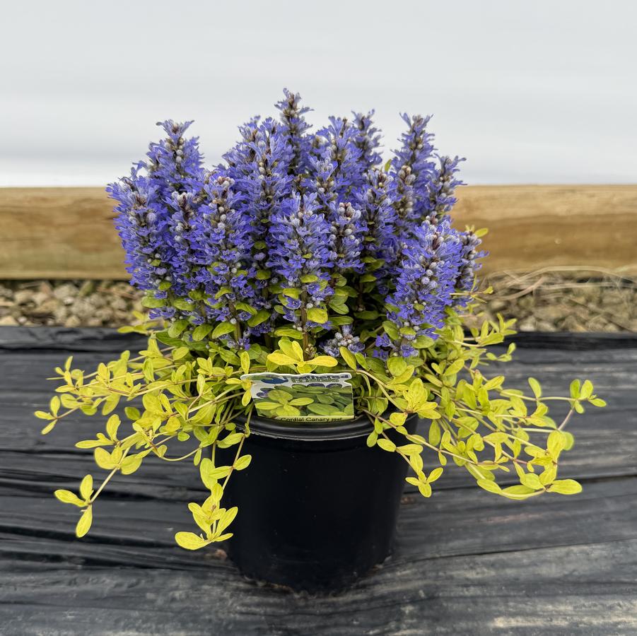 Ajuga Feathered Friends™ Cordial Canary PPAF