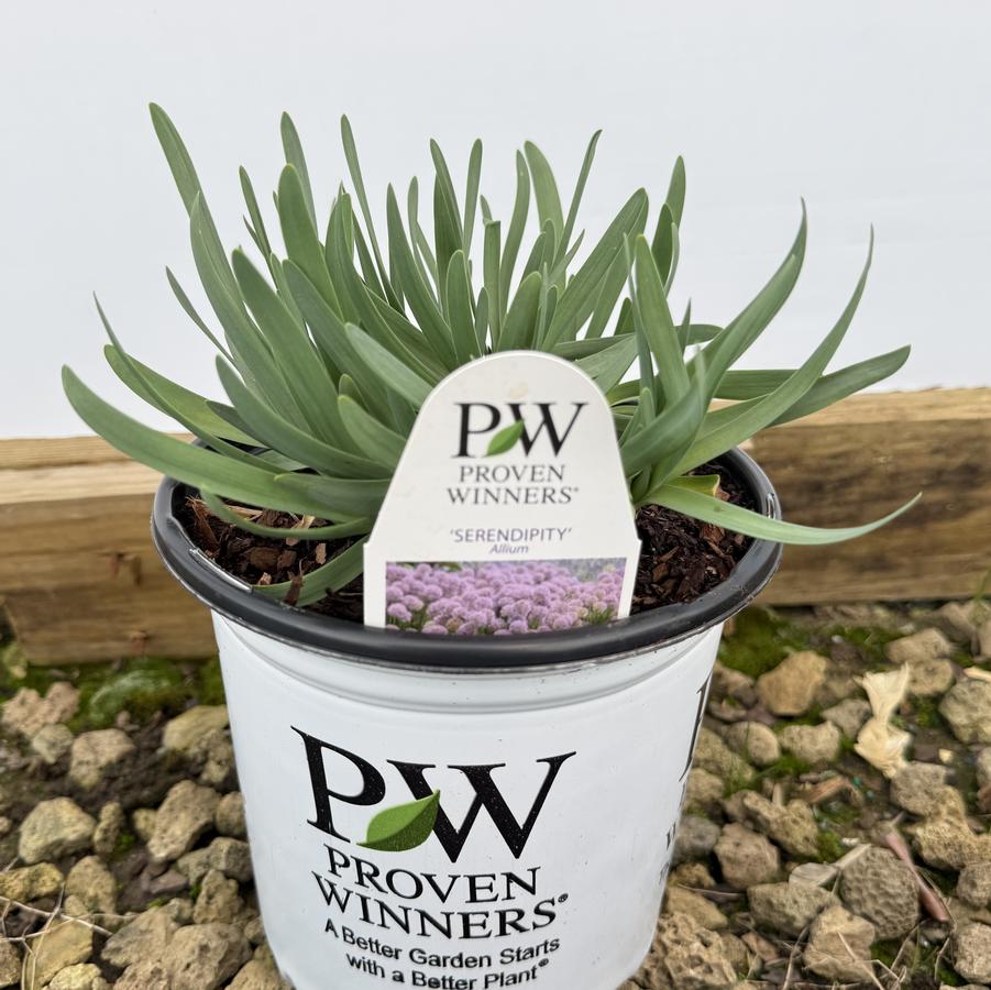 Allium Serendipity