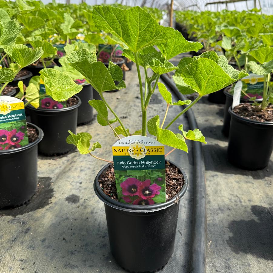 Alcea rosea Halo™ Cerise