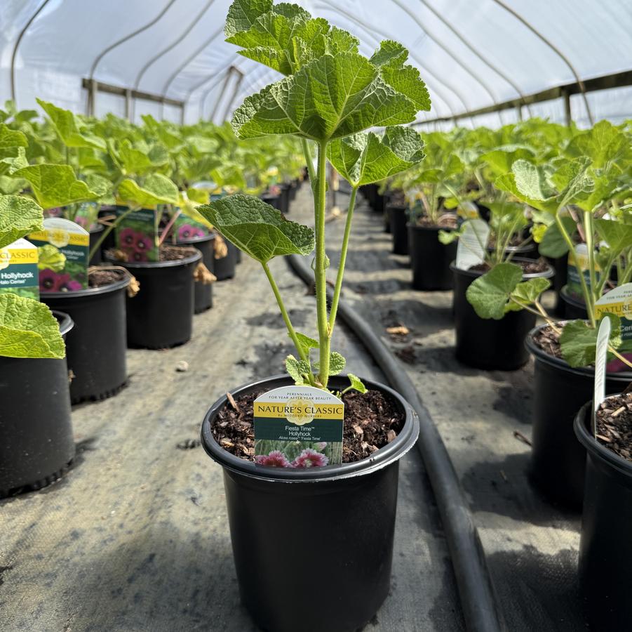 Alcea rosea Fiesta Time