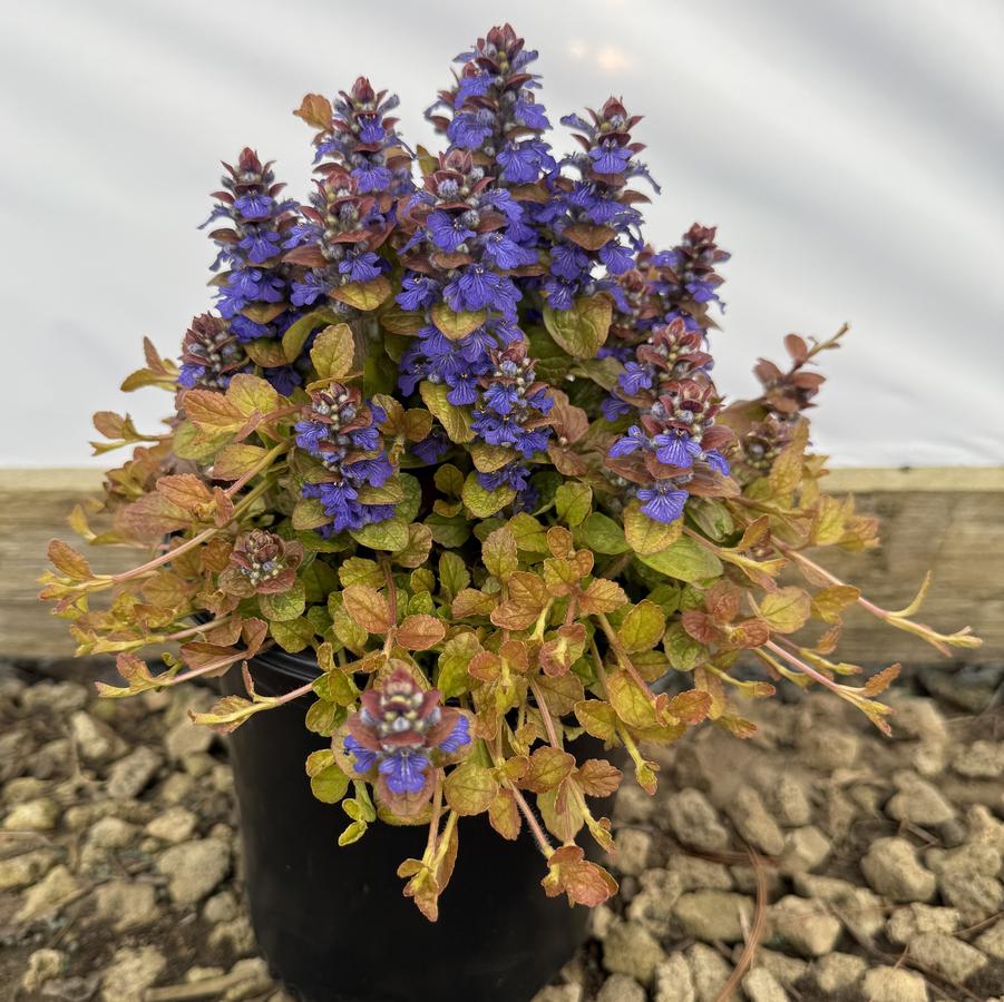 Ajuga Feathered Friends™ Parrot Paradise PPAF