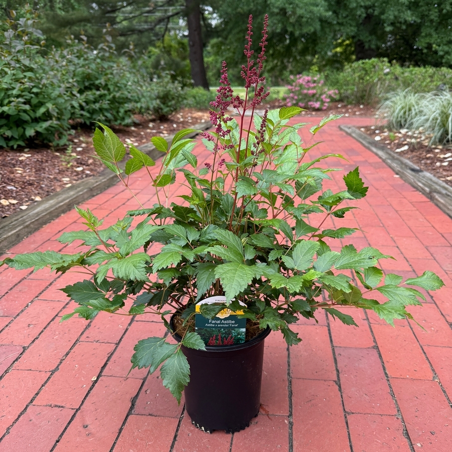 Astilbe x arendsii Fanal