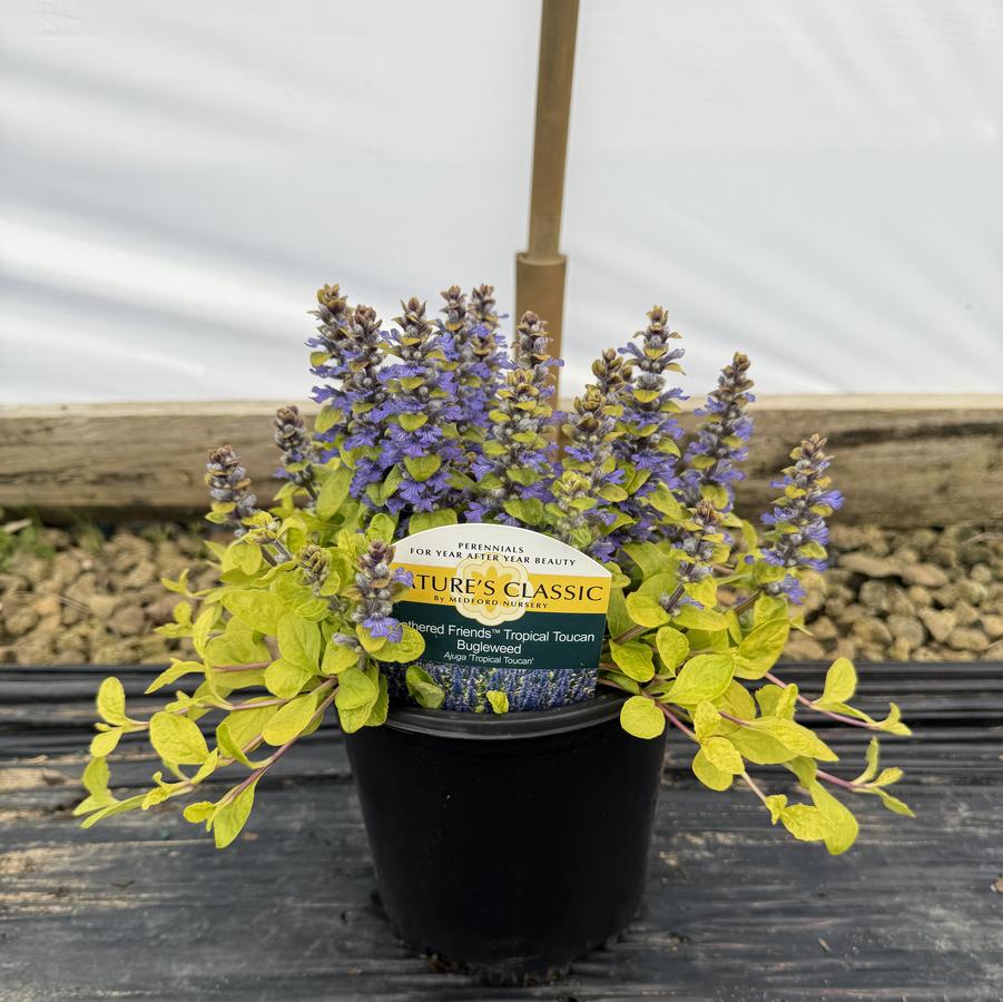 Ajuga Feathered Friends™ Tropical Toucan PPAF