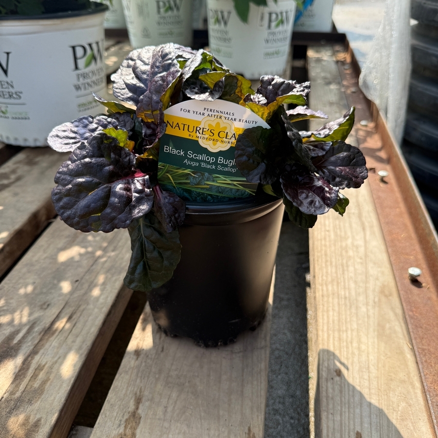 Ajuga reptans Black Scallop