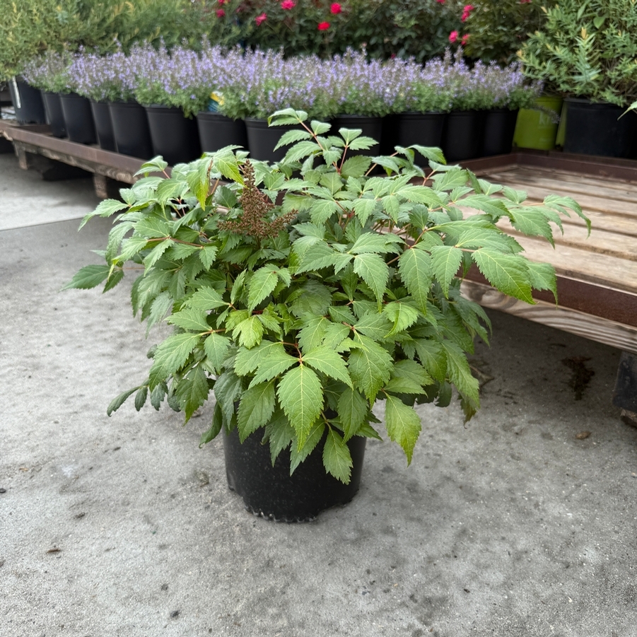 Astilbe x arendsii Fanal
