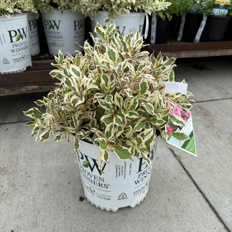Weigela florida My Monet® PP16824
