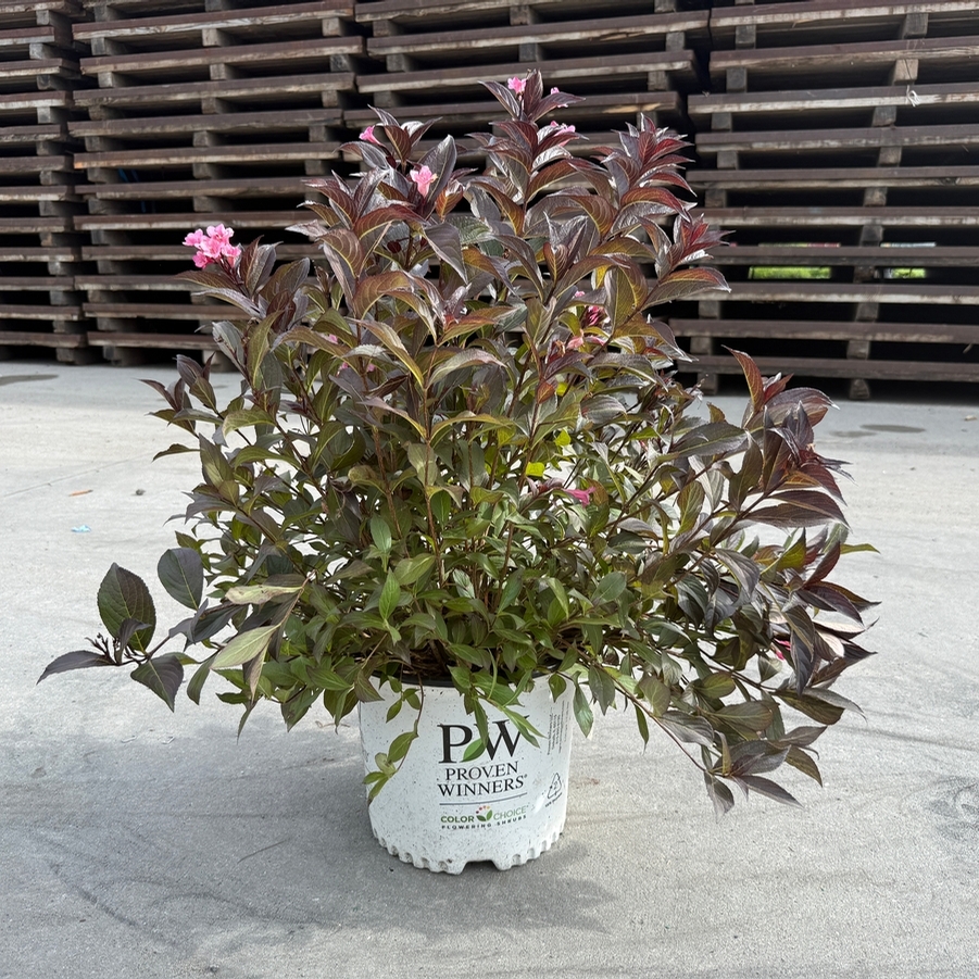 Weigela florida Sonic Bloom® Wine PP35120