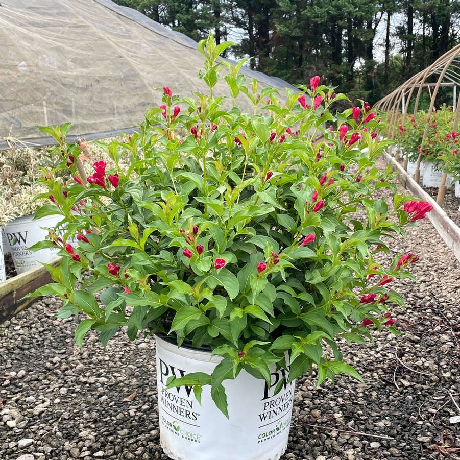 Weigela florida Sonic Bloom® Red PP25132