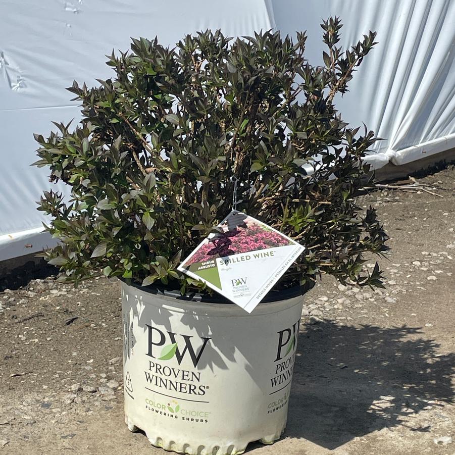 Weigela florida Spilled Wine® PP23781