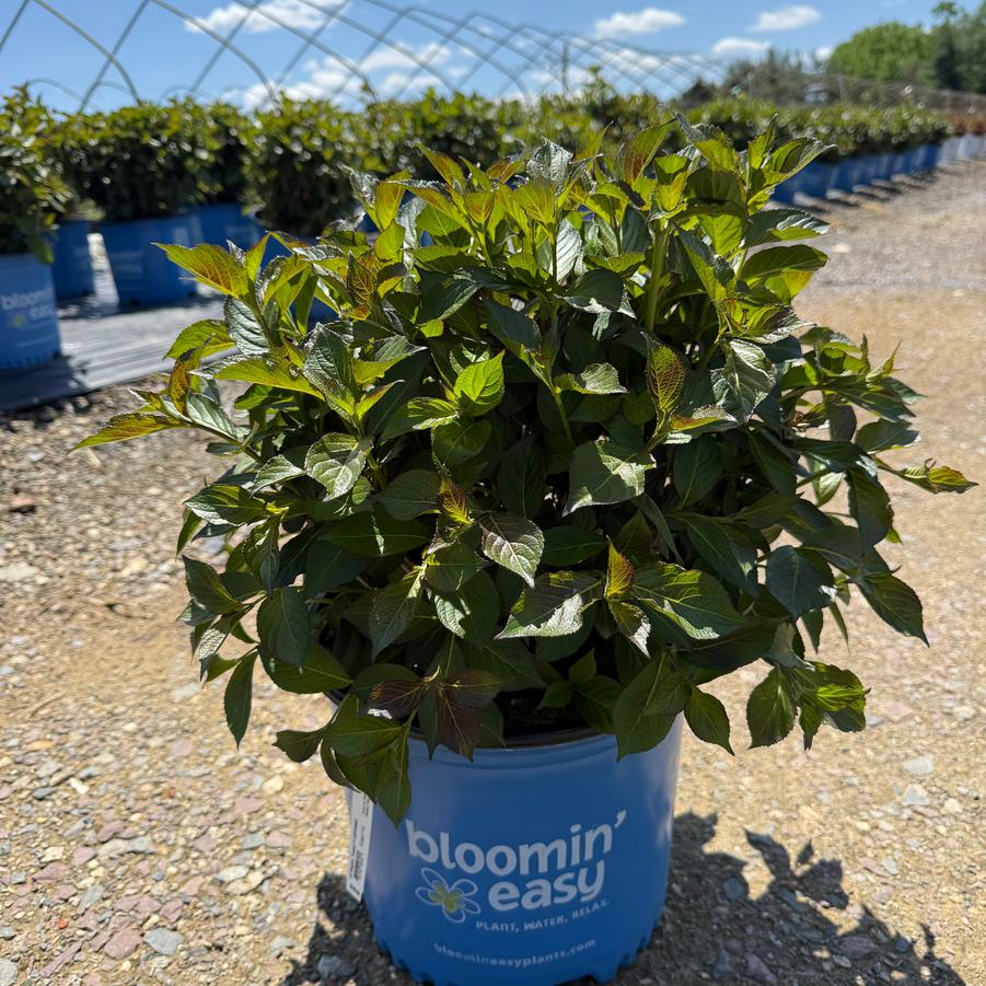 Weigela Tuxedo™ PP26842