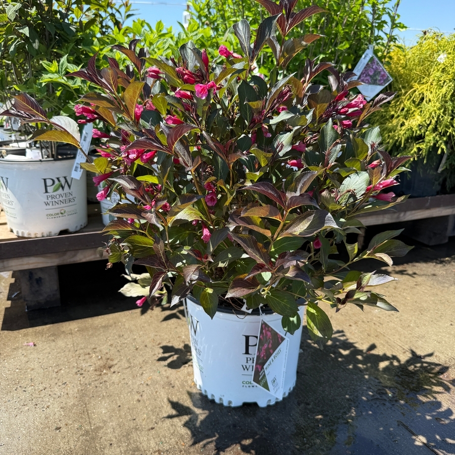 Weigela florida Wine & Roses® PP10772