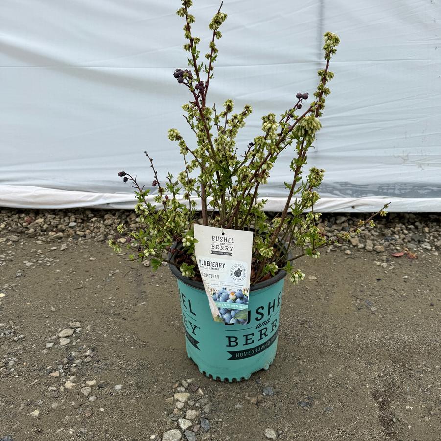 Vaccinium Perpetua PP24209