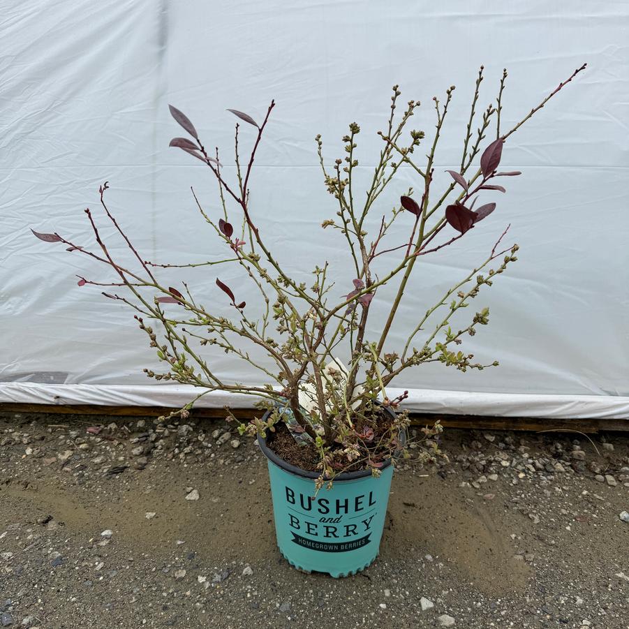 Vaccinium Pink Icing® PP23336