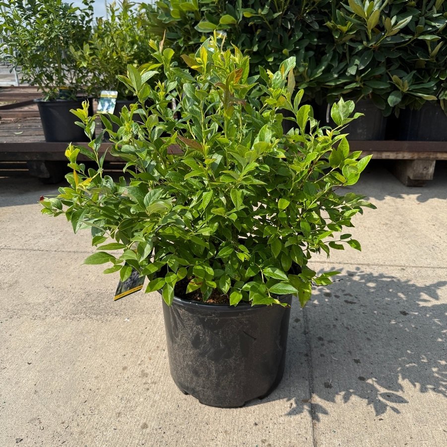 Vaccinium corymbosum Duke