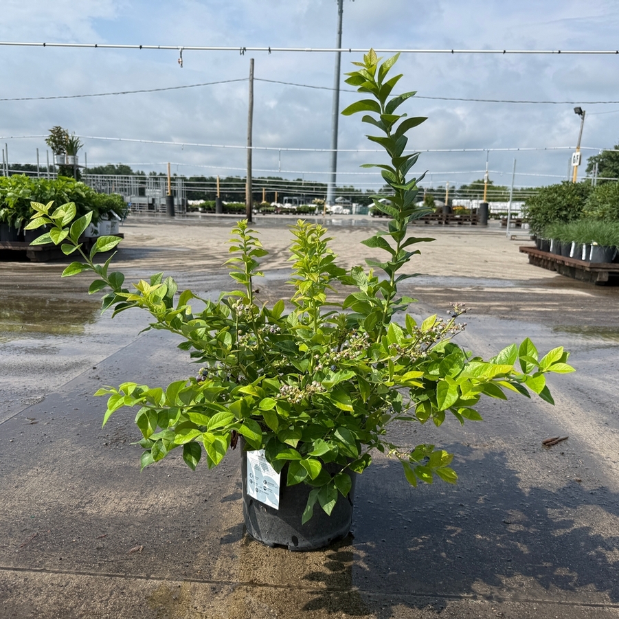Vaccinium corymbosum Jersey