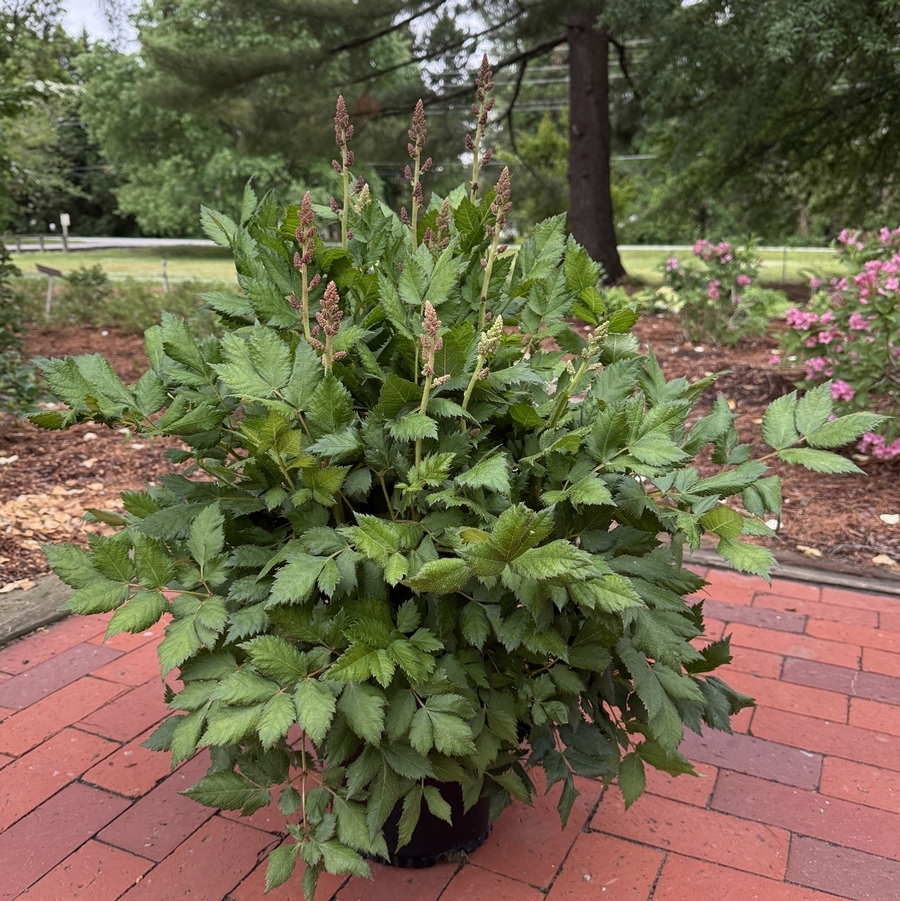 Astilbe chinensis Visions