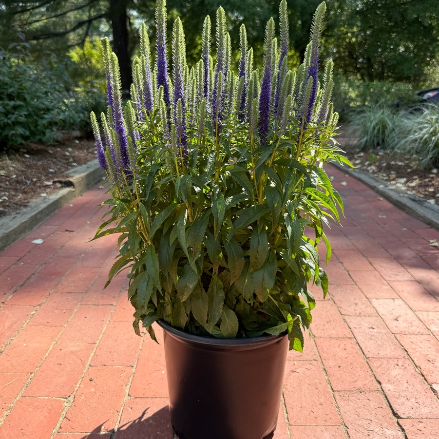 Veronica spicata Glory Royal Candles