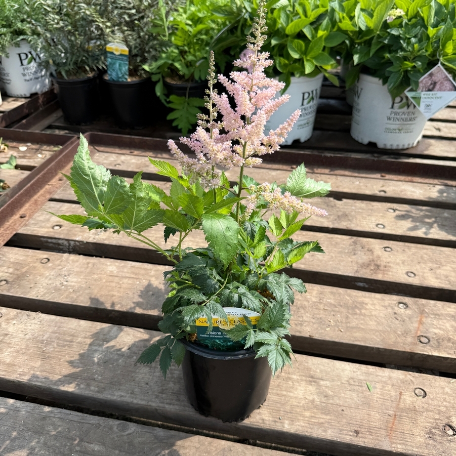 Astilbe chinensis Visions in Pink