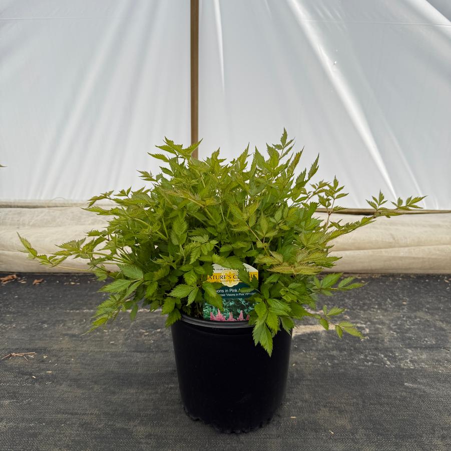 Astilbe chinensis Visions in Pink