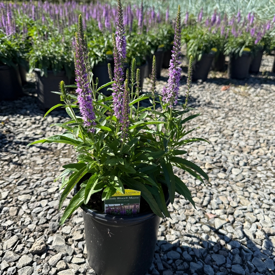 Veronica spicata Moody Blues® Mauve